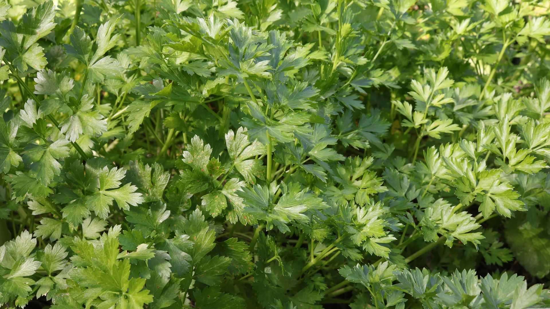 Cyclospora Parsley Outbreak Lawyer